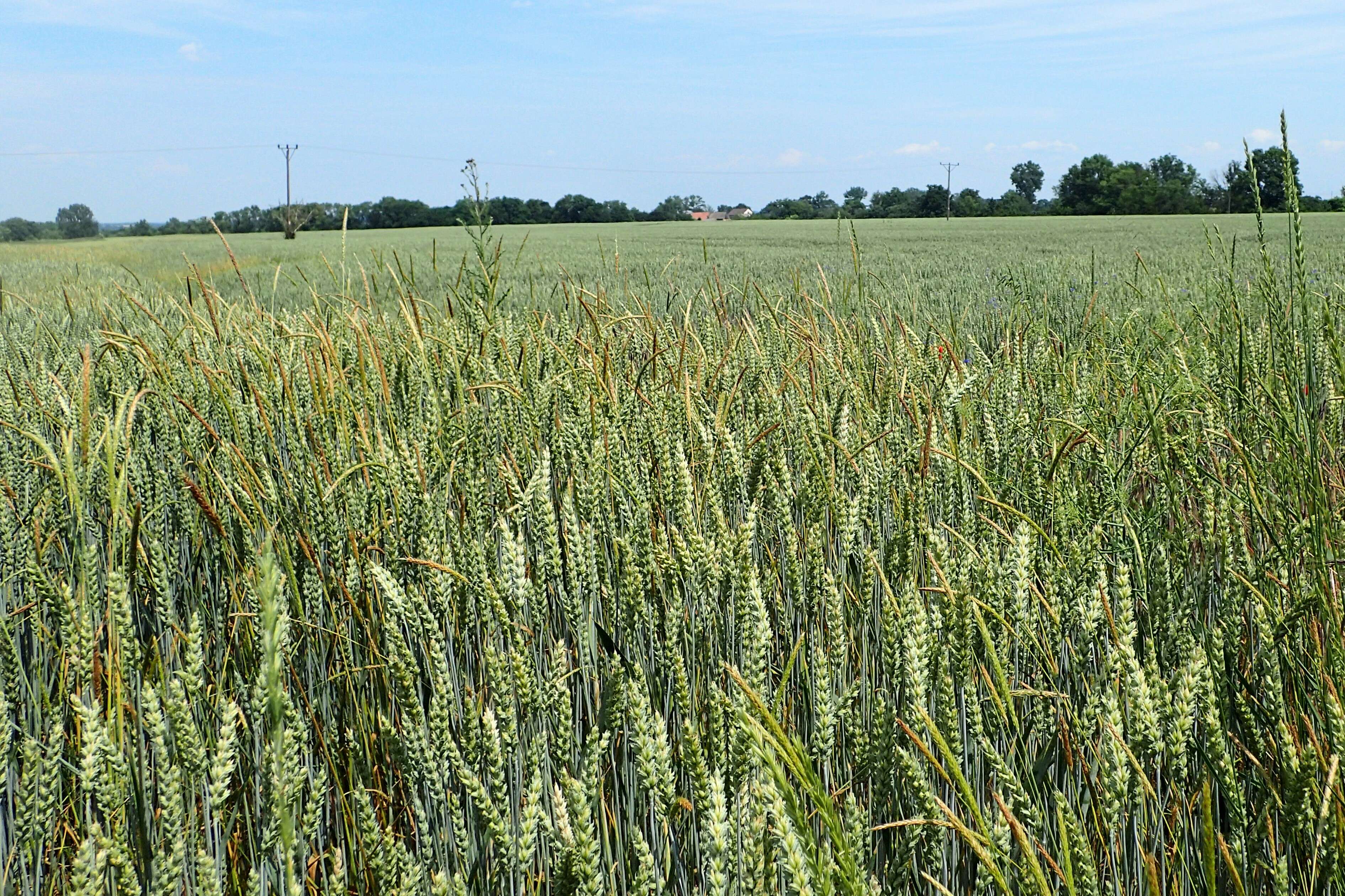 Image of black-grass