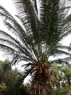 Imagem de Cycas thouarsii R. Br. ex Gaudich.