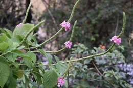 Image of cayenne porterweed