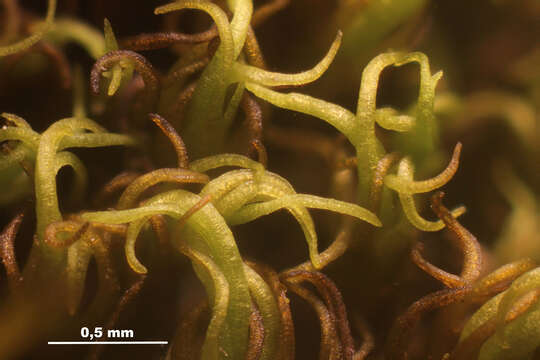 Image of dicranoweisia moss