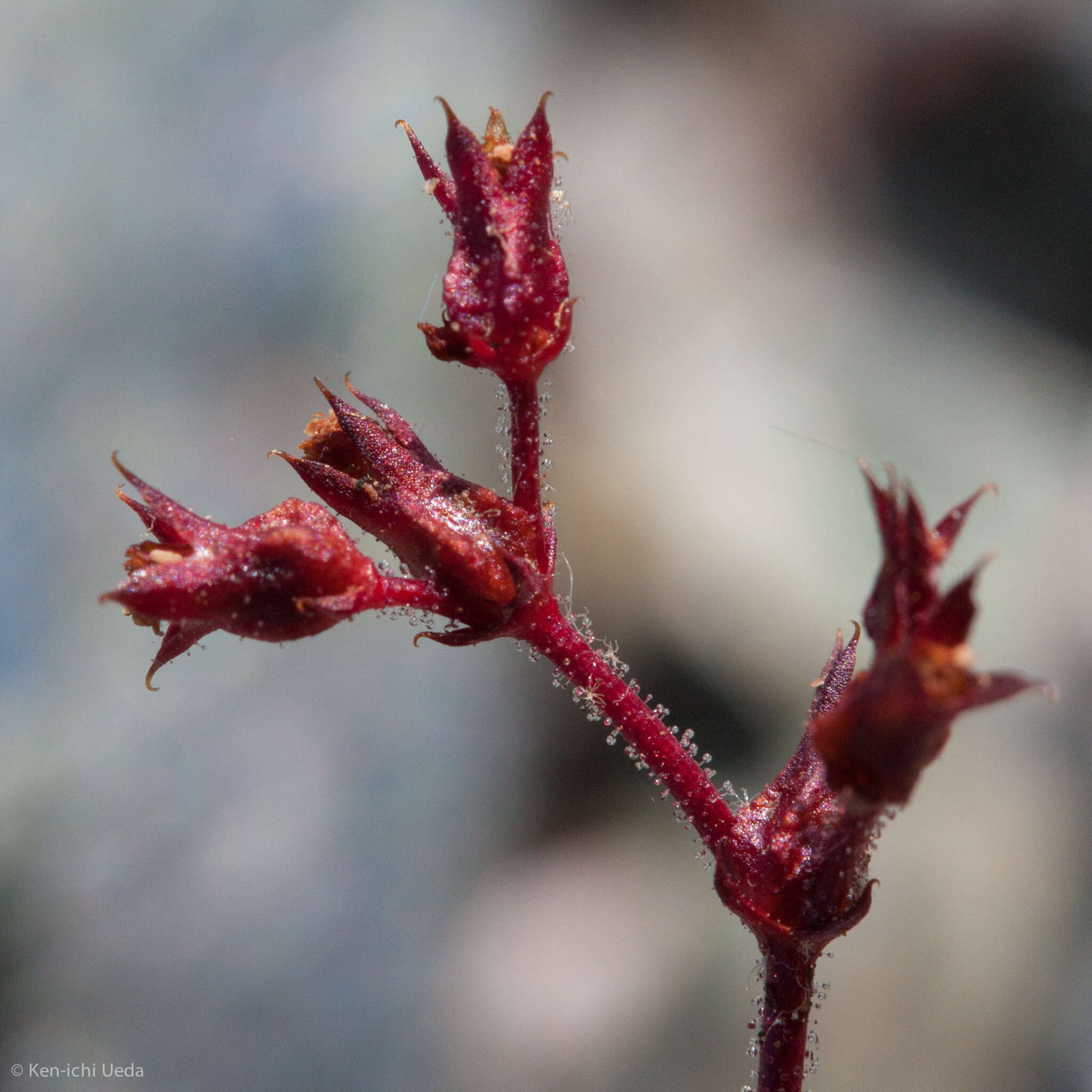 Image of spineflower