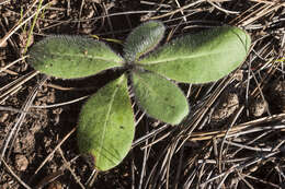 Image of yellow hawkweed