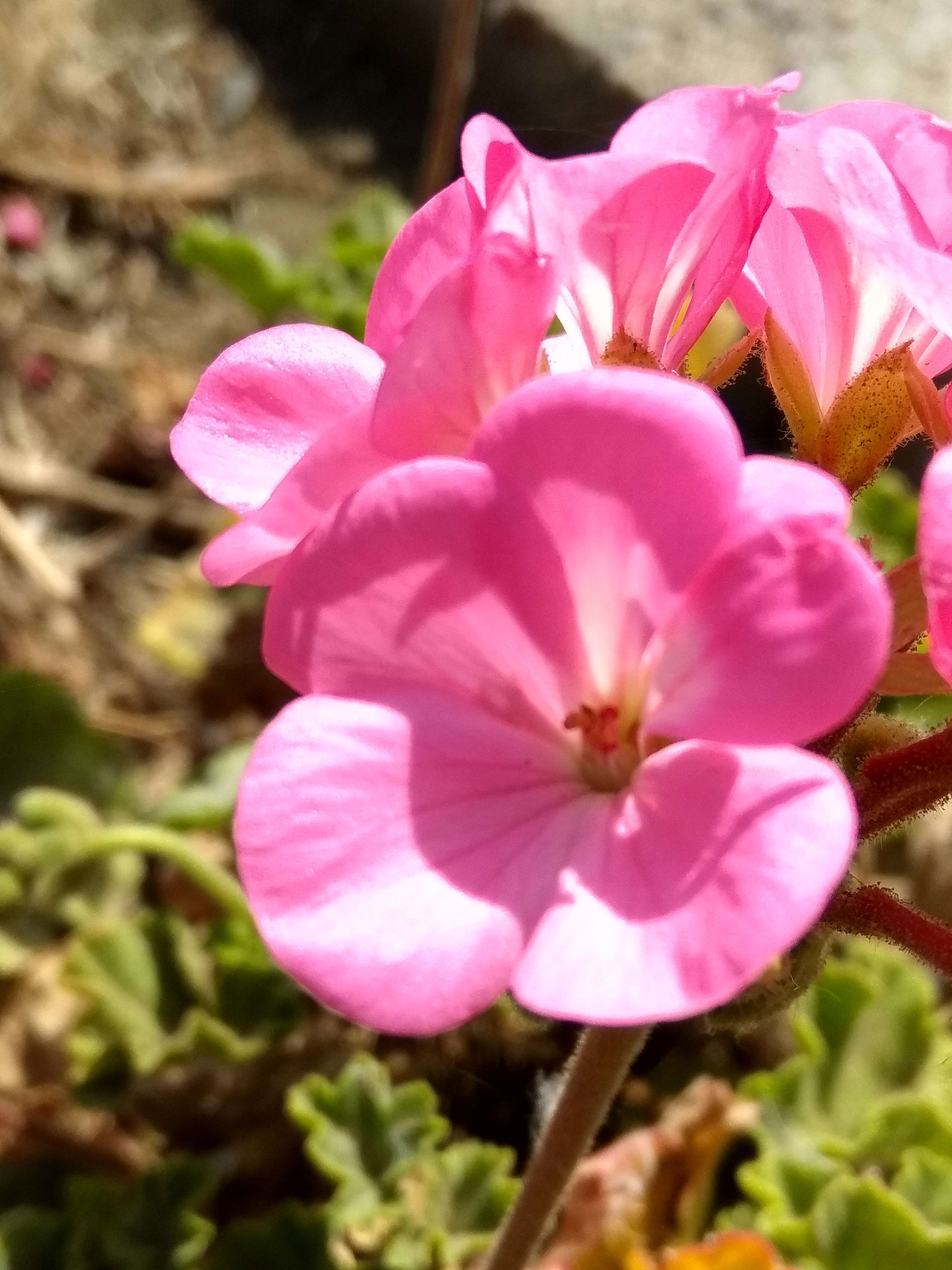 Imagem de Pelargonium