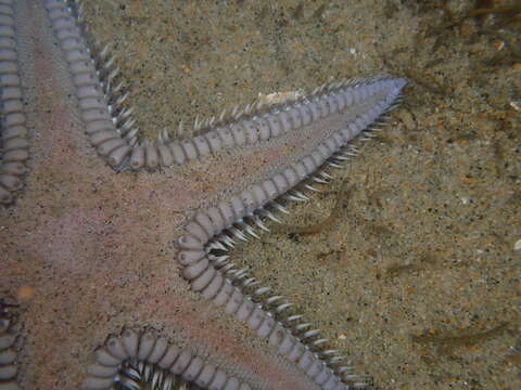 Image of Astropectinidae Gray 1840