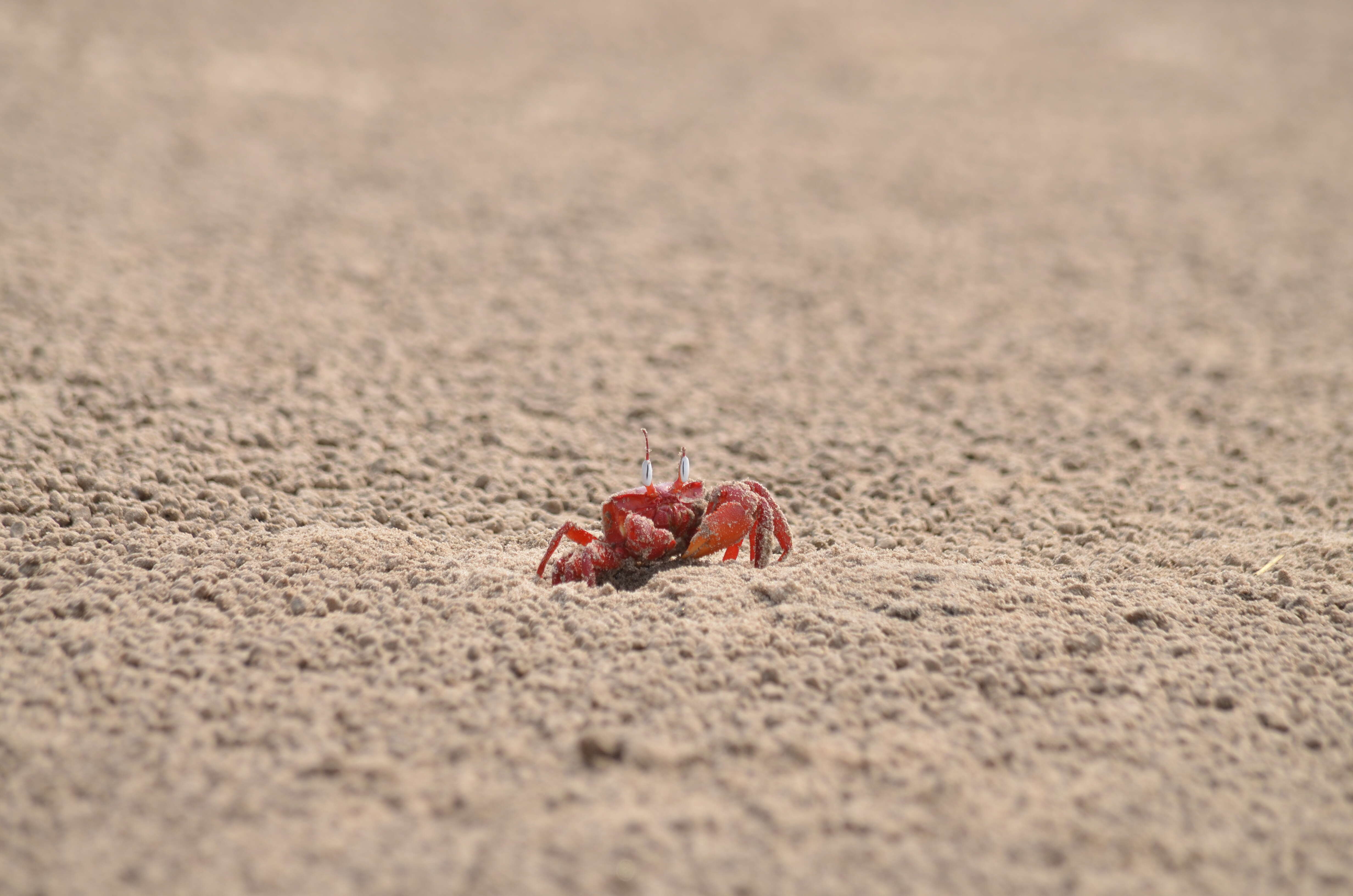 Image of red ghost crab