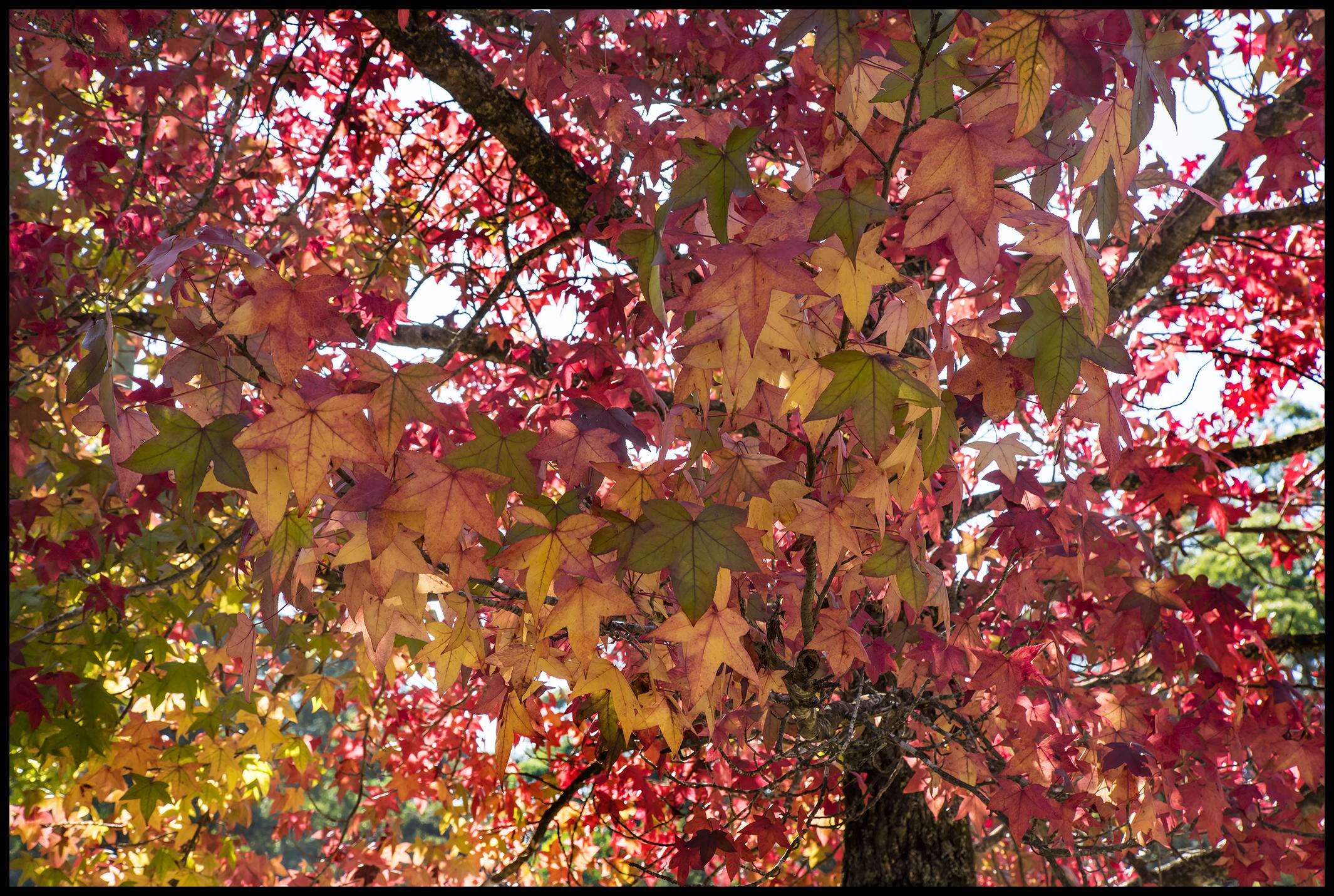 Image of American Sweetgum