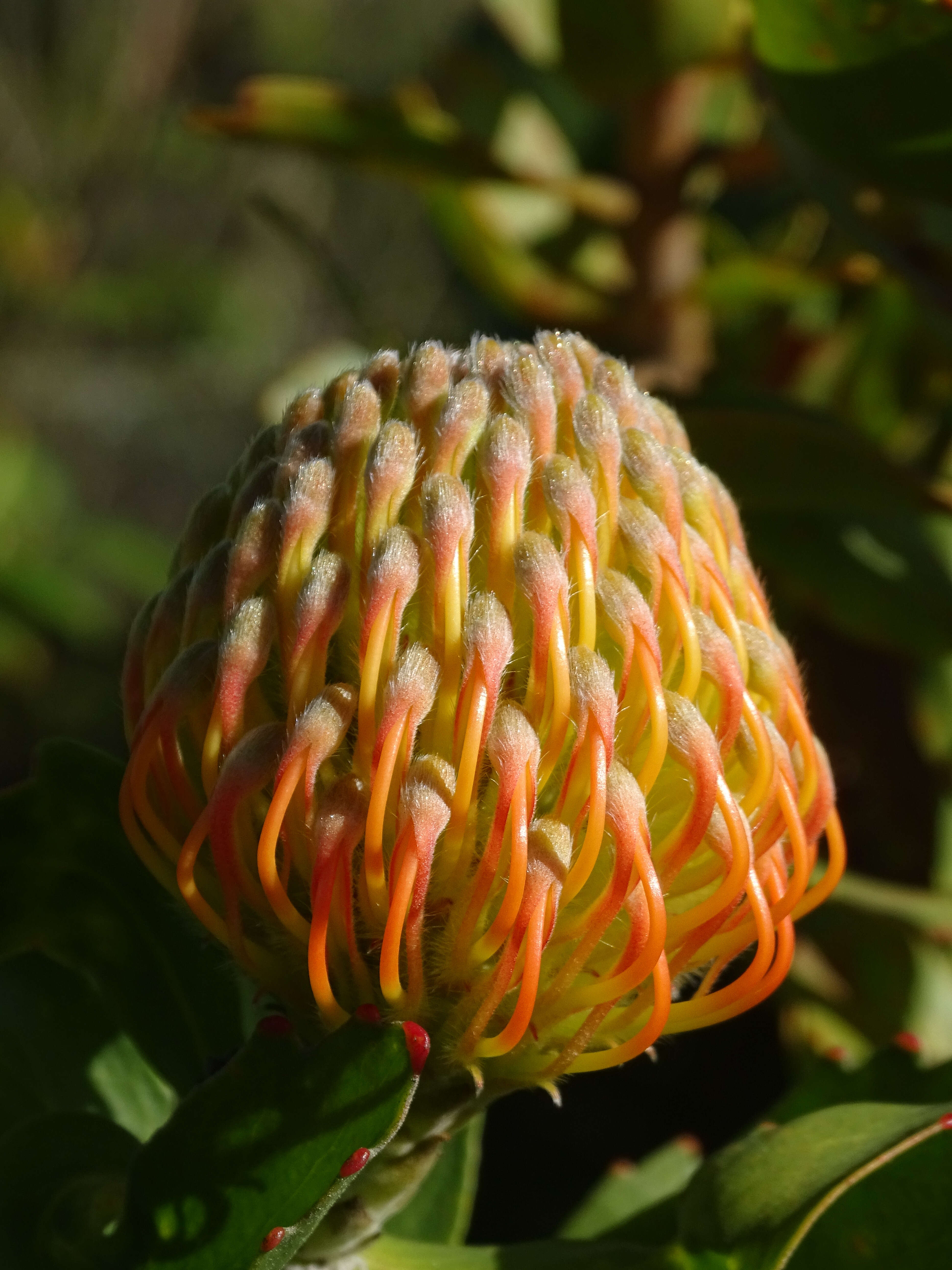 Imagem de Leucospermum vestitum (Lam.) Rourke