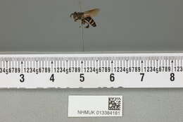 Image of black dwarf honey bee