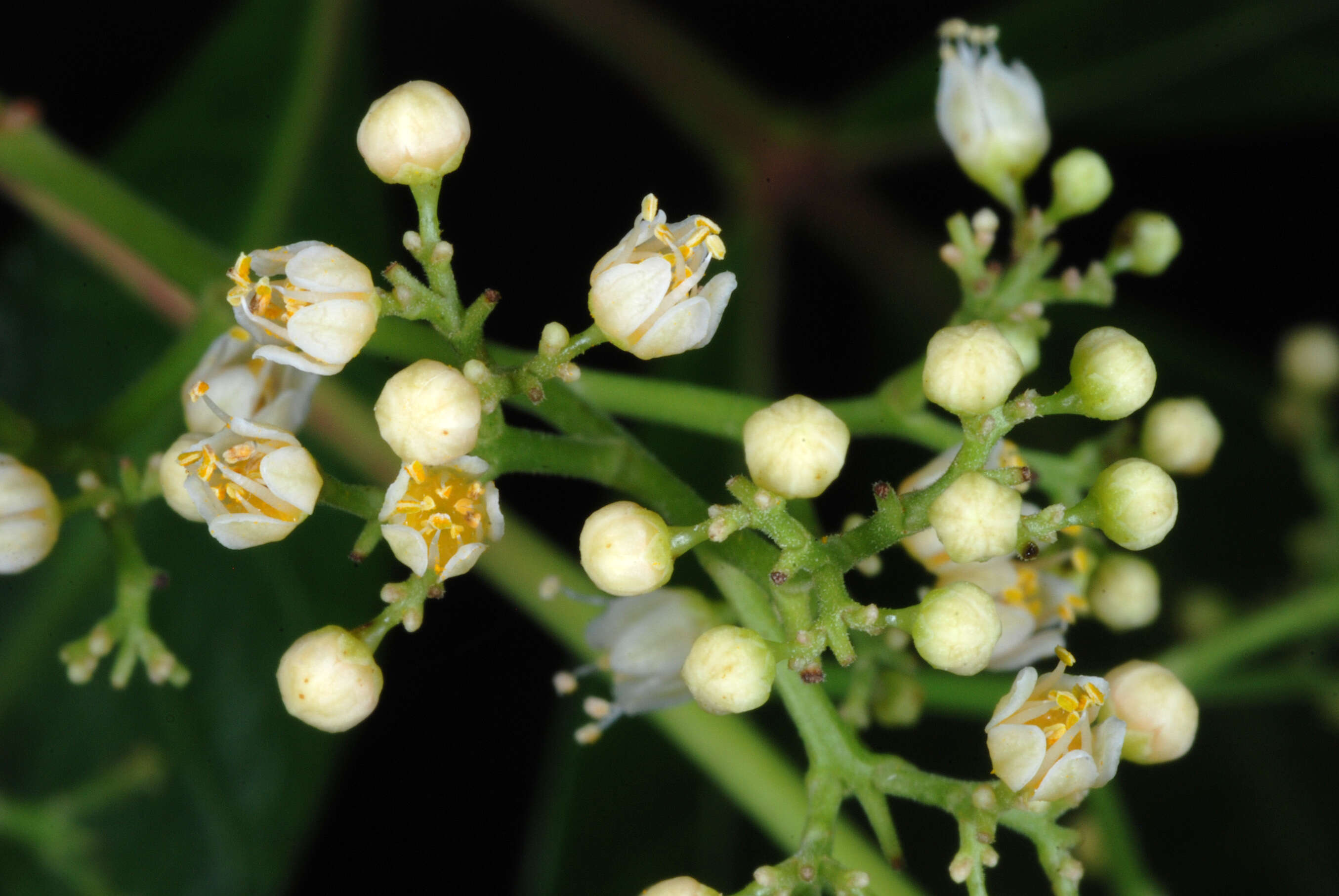 Image of Brazilian Peppertree