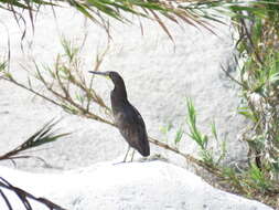 Image of Fasciated Tiger Heron