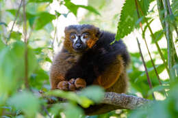 Image of Red-bellied Lemur