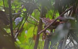 Image of Antioquia Wren