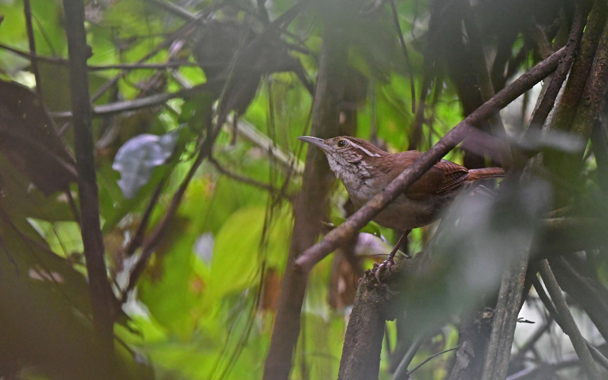 Image of Antioquia Wren