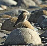 Imagem de Muscisaxicola fluviatilis Sclater, PL & Salvin 1866