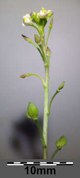 Sivun Lepidium graminifolium L. kuva