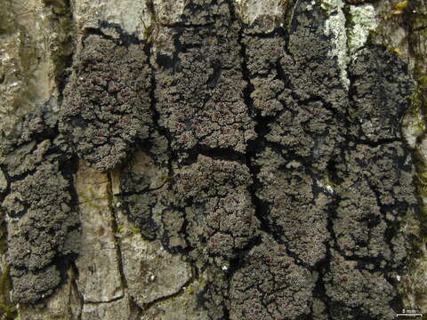 Image of Rimmed shingle lichen