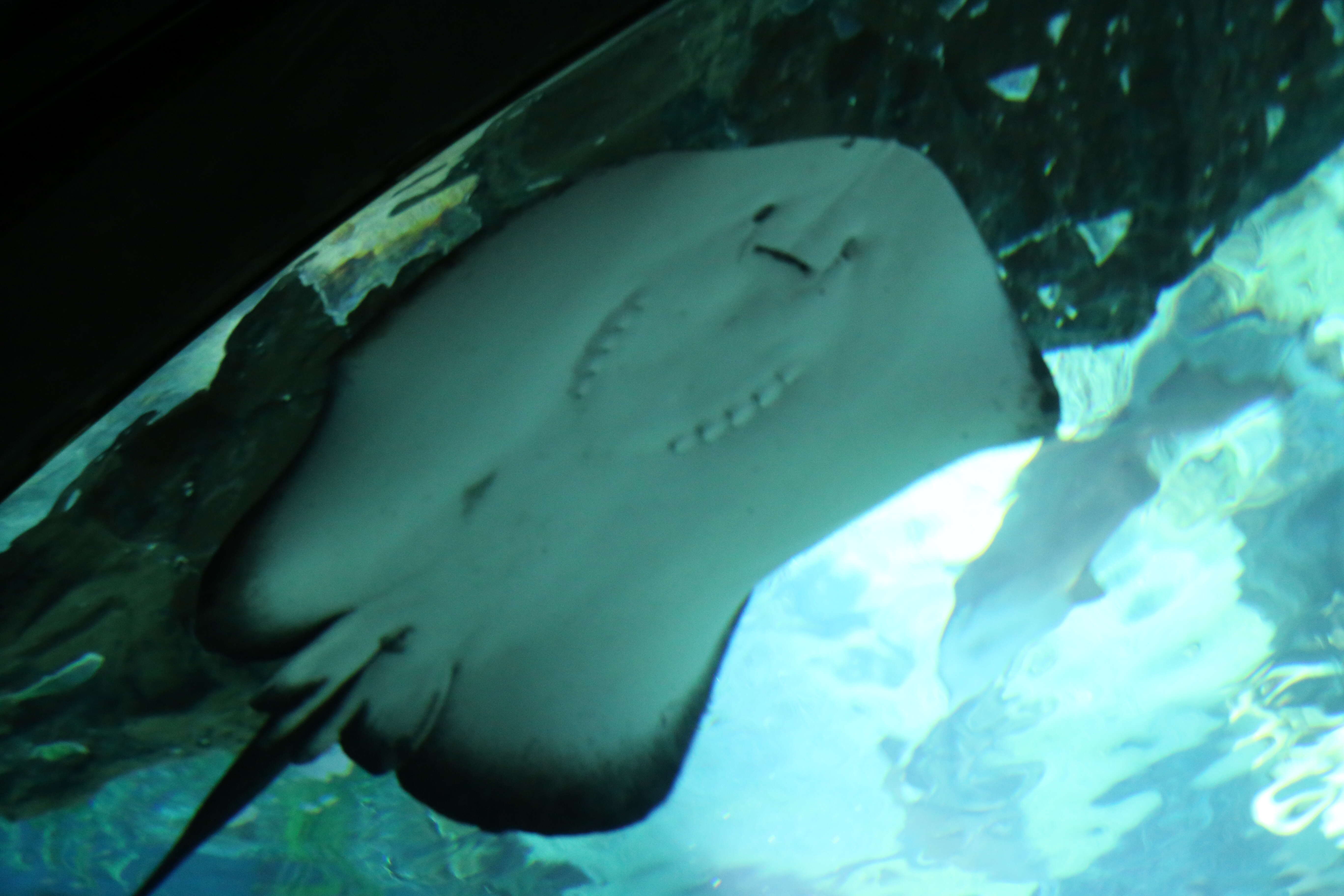 Image of Pitted Stingray