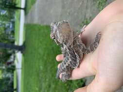 Image of Central bearded dragon