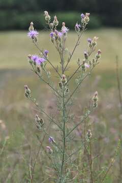 Image of spotted knapweed