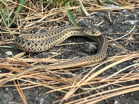 Image of Thamnophis sirtalis sirtalis (Linnaeus 1758)