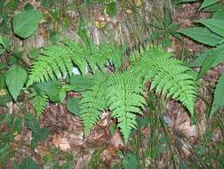 Athyrium asplenioides (Michx.) Desv. resmi