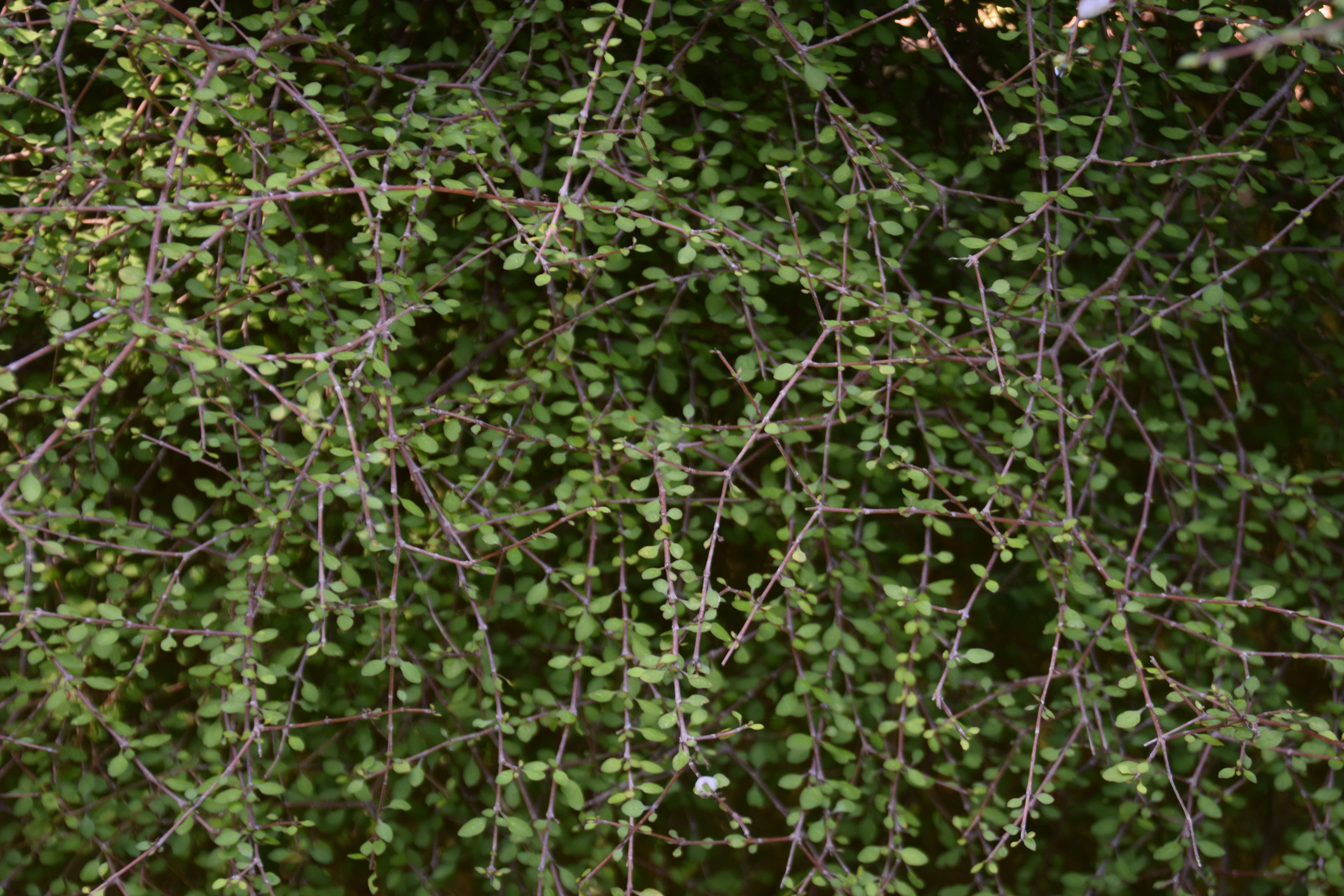 Image of Coprosma virescens Petrie