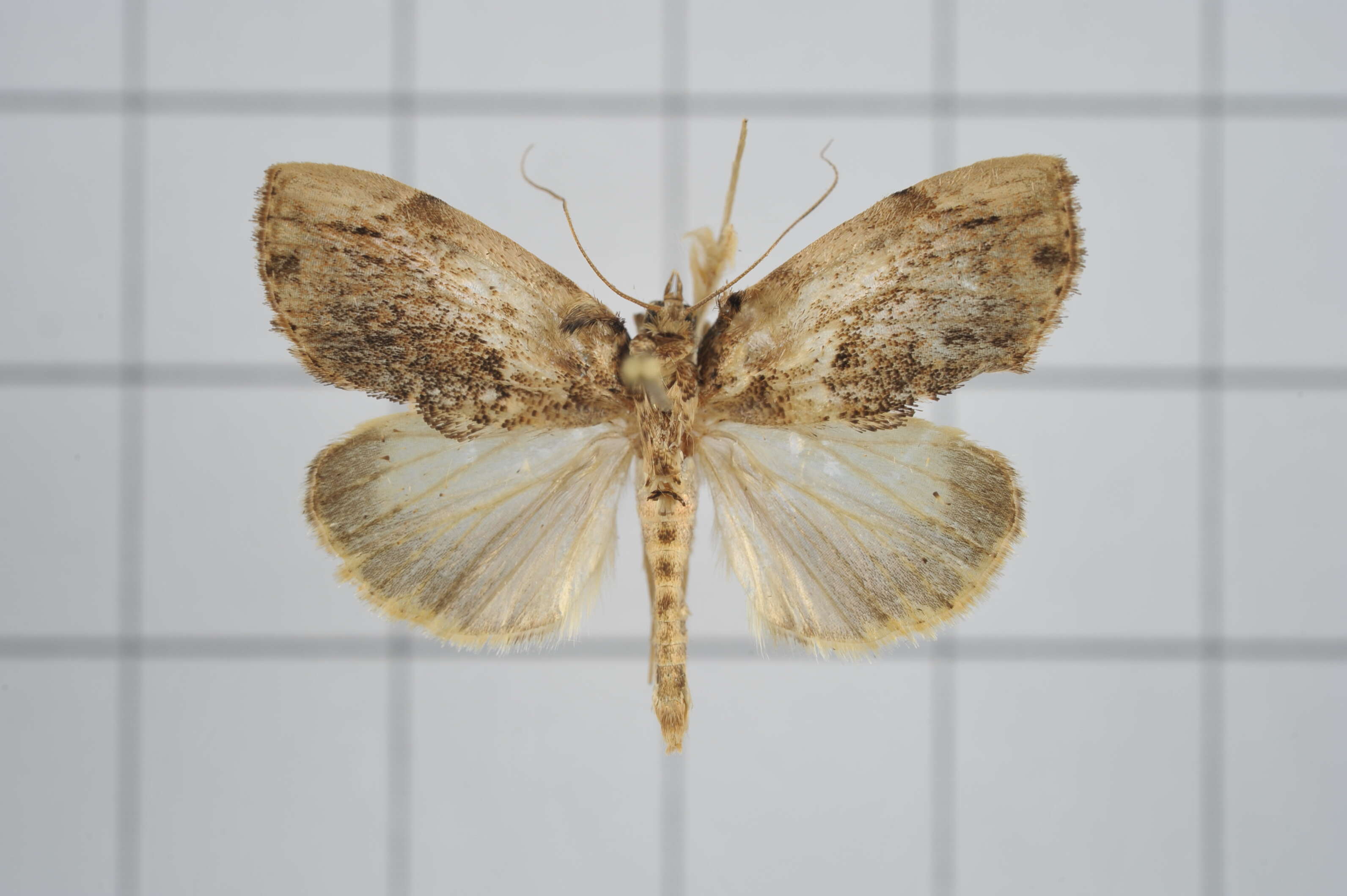 Image de Crocidolomia subhirsutalis Schaus 1927