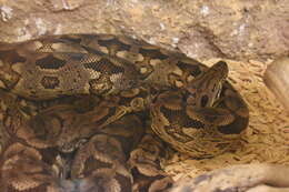 Image of Dumeril's Boa