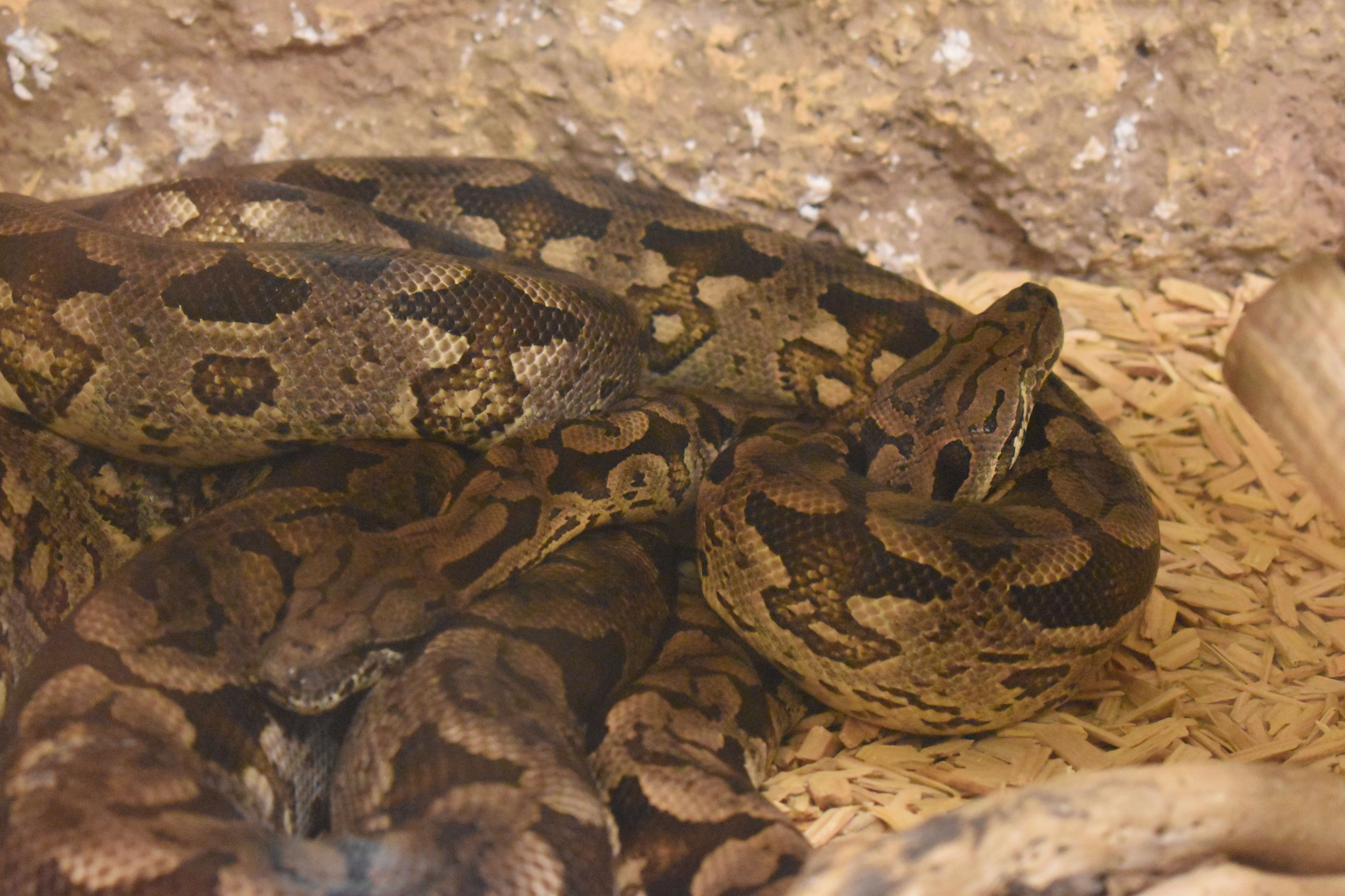 Image of Dumeril's Boa