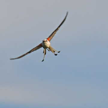 Image of Scissor-tailed Flycatcher