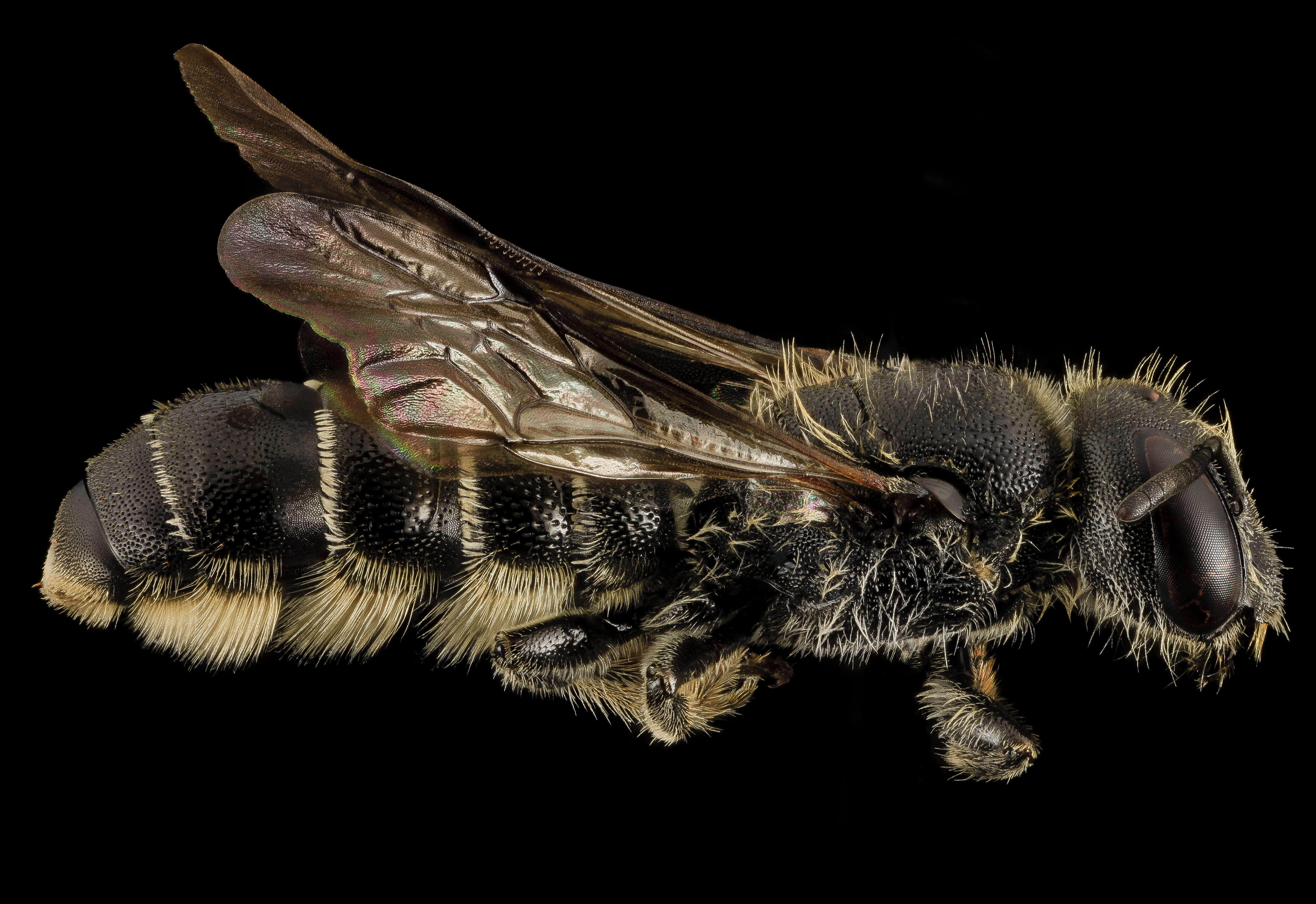 Image of Bee