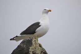 Image of Kelp Gull