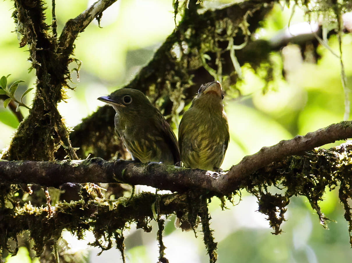 Image of Pacific Flatbill