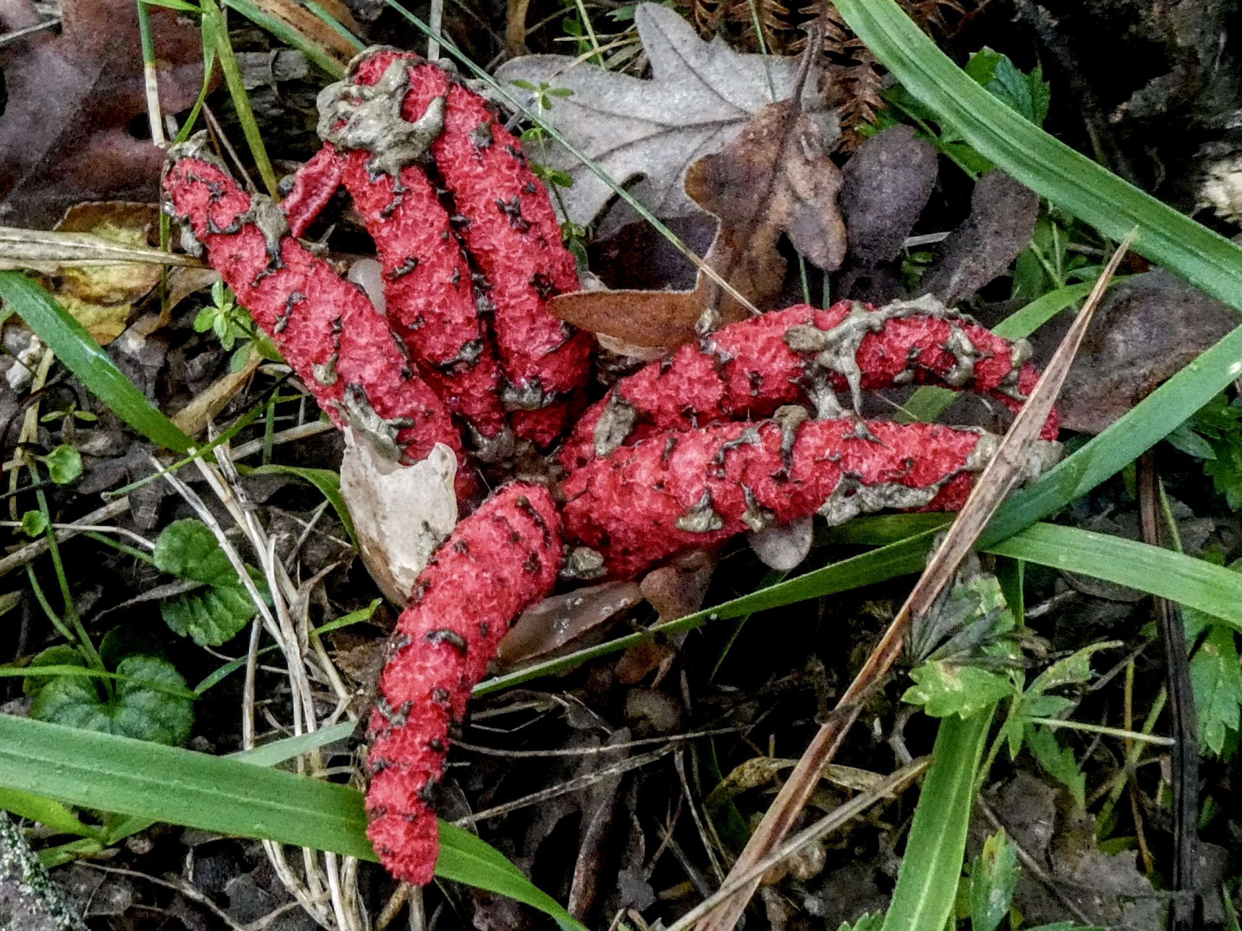 Image of octopus stinkhorn