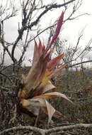 Image of Tillandsia walteri Mez