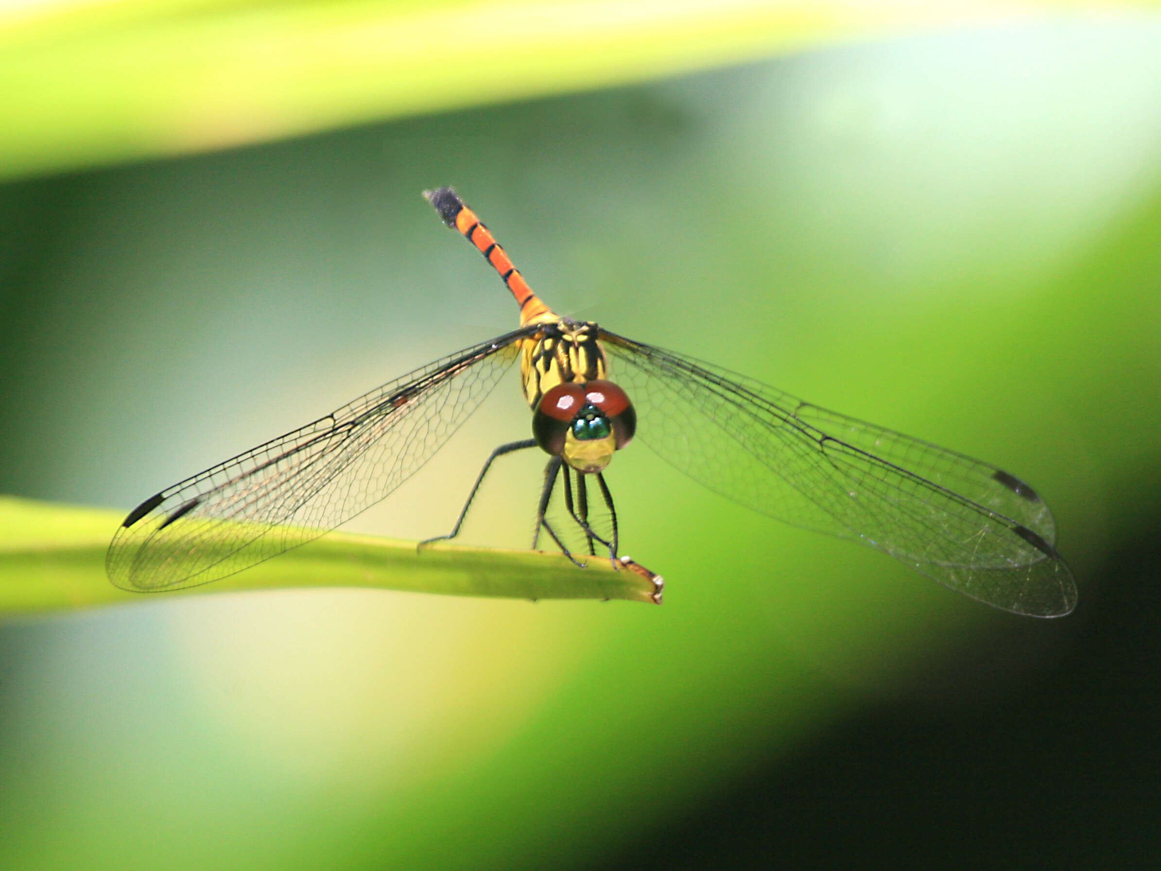 Image of Agrionoptera insignis allogenes