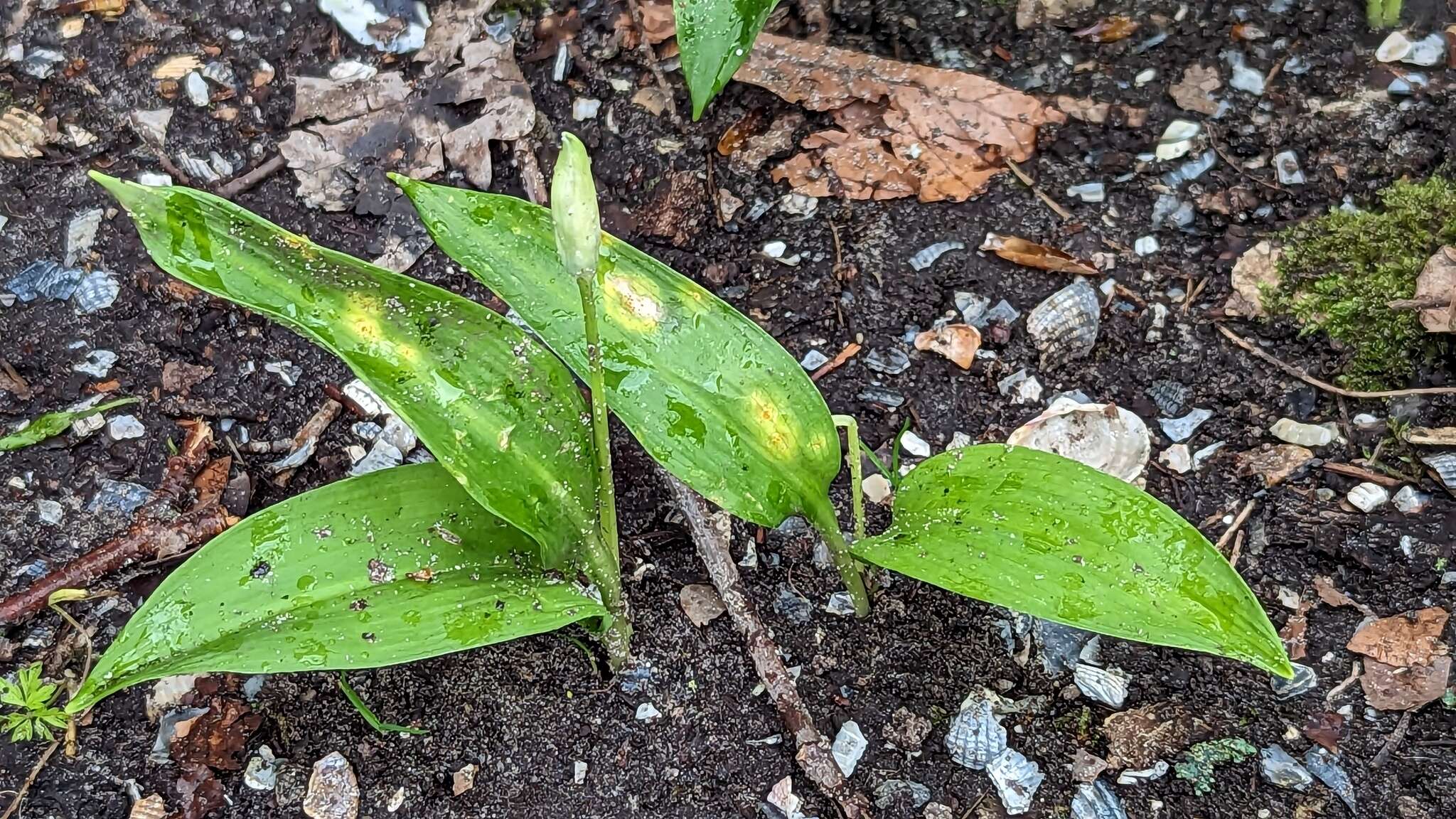 Imagem de Puccinia sessilis J. Schröt. 1870