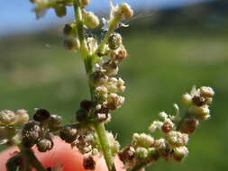 Слика од Urtica gracilis subsp. gracilis