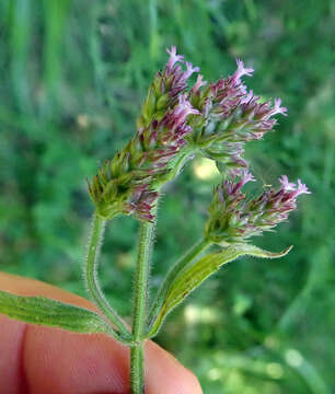 Image of Brazilian Vervain