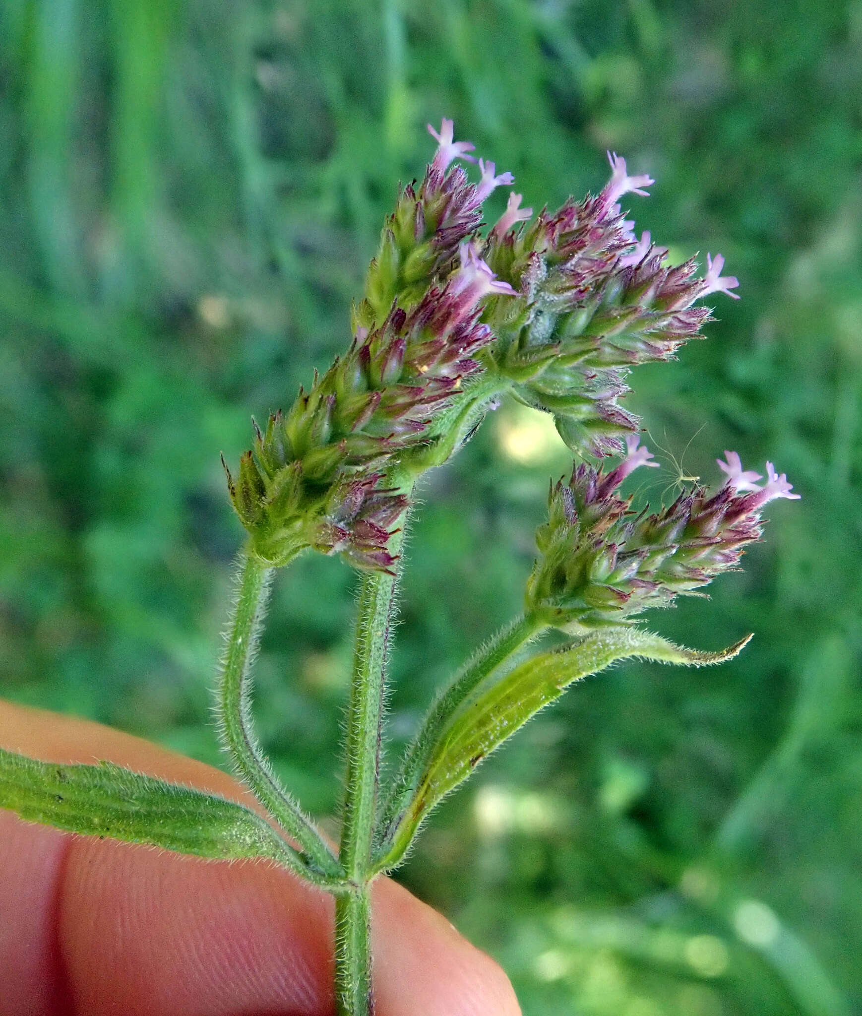 Image of Brazilian Vervain