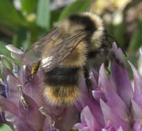 Image of Bombus kirbiellus Curtis 1835