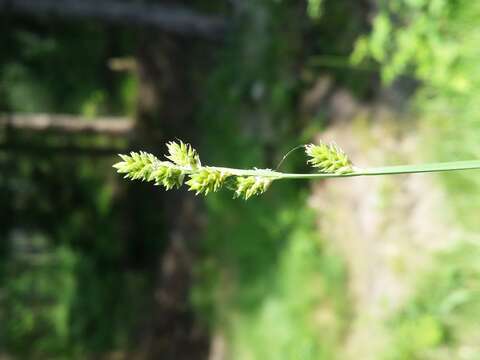 Image of Gray Bog Sedge