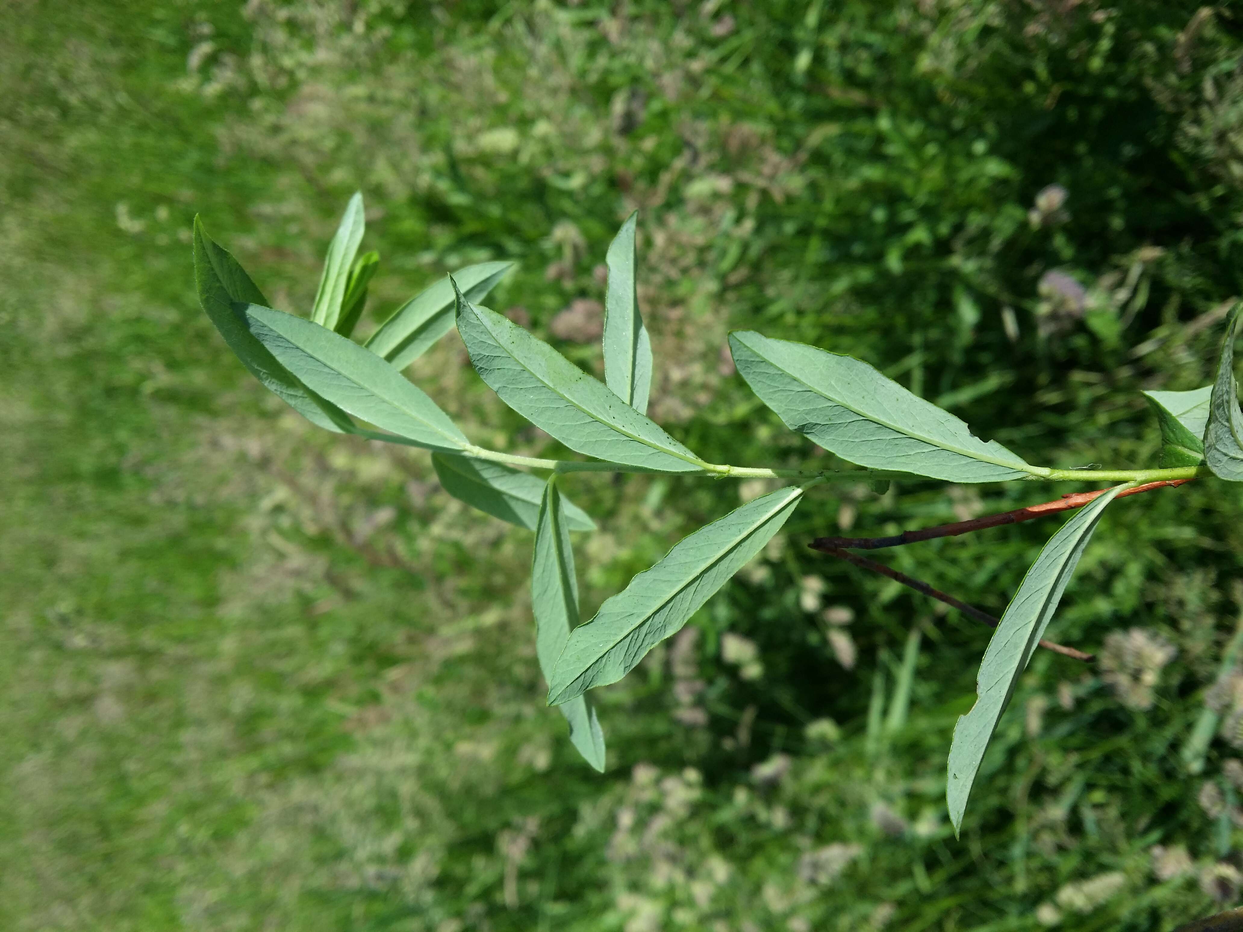 Image of creeping willow