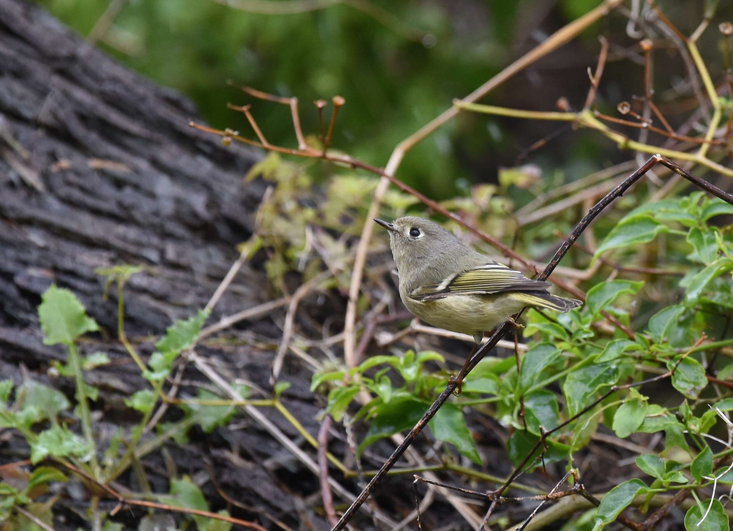 Image of goldcrests and kinglets