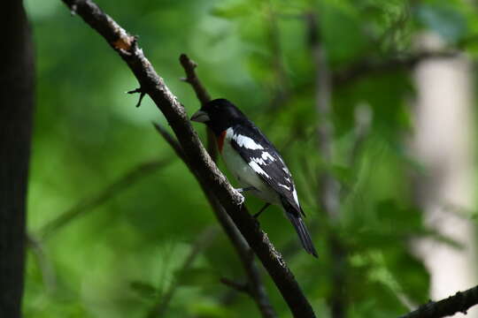 Image of Rose-breasted Grosbeak