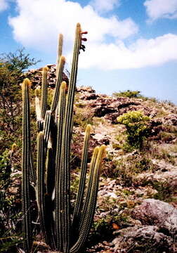 Image of Pilosocereus curtisii (Otto) A. R. Franck