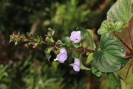 Image of Canterbury bells