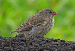 Image of Geospiza Gould 1837