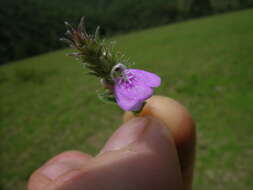 Image of Justicia adscendens subsp. adscendens