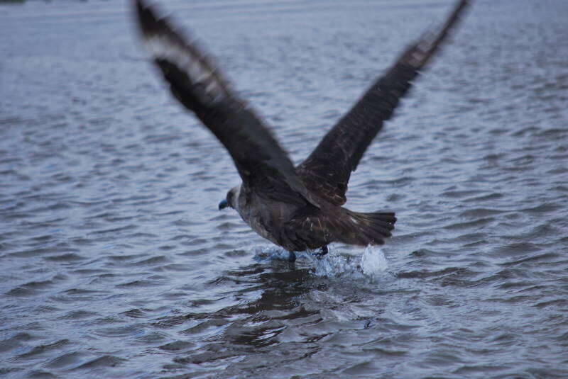 Image of Brown Skua